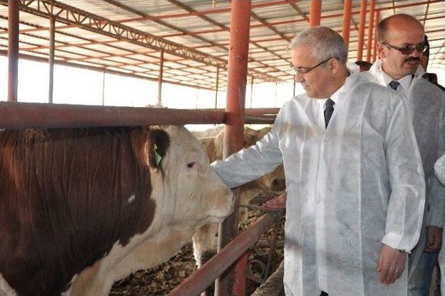 Büyükşehir, Afrika Hastalığının Aşı Kampanyasını Elbistan’dan Başlattı