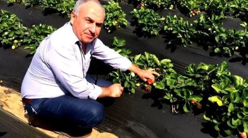 Sarıg&ouml;l&rsquo;de Hormonsuz &Ccedil;ilek Yetiştirildi