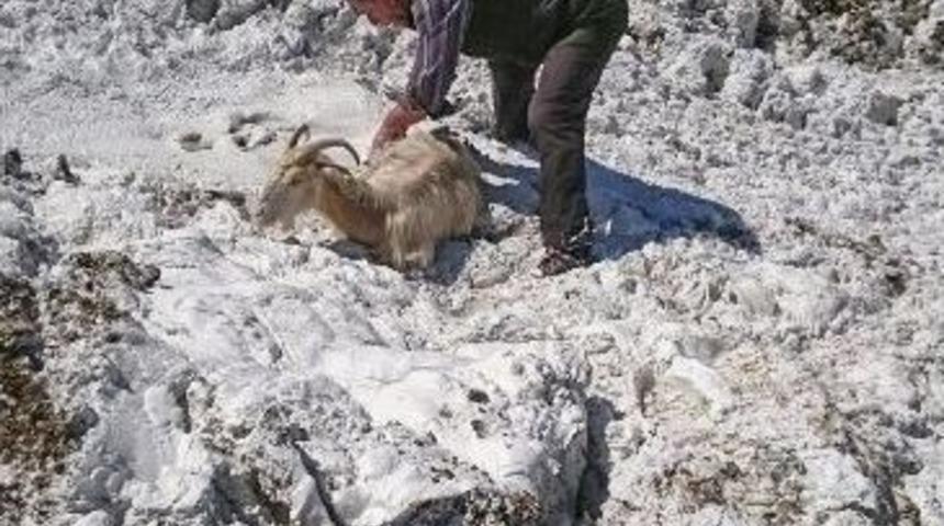 Ke&ccedil;iler Mermer Atıklarına Saplandı