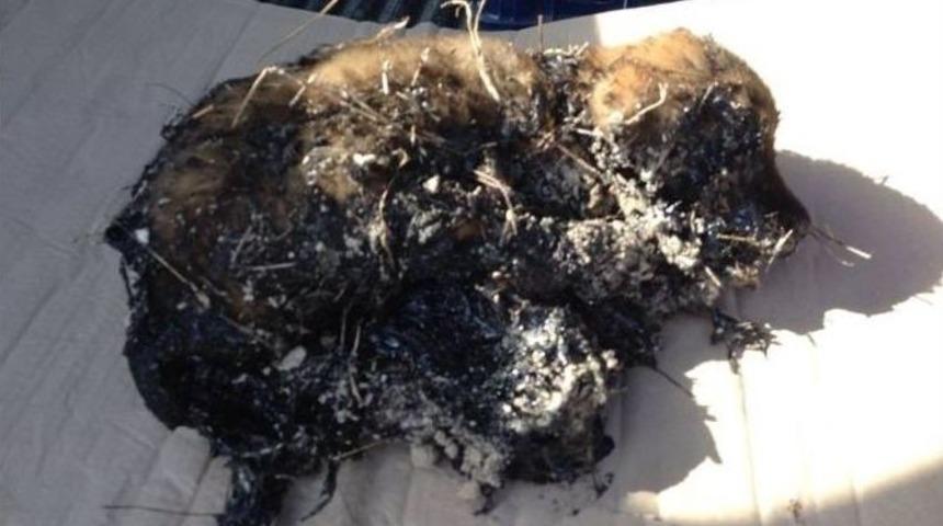 Zifte Yapışan Yavru K&ouml;peği İtfaiye Kurtardı