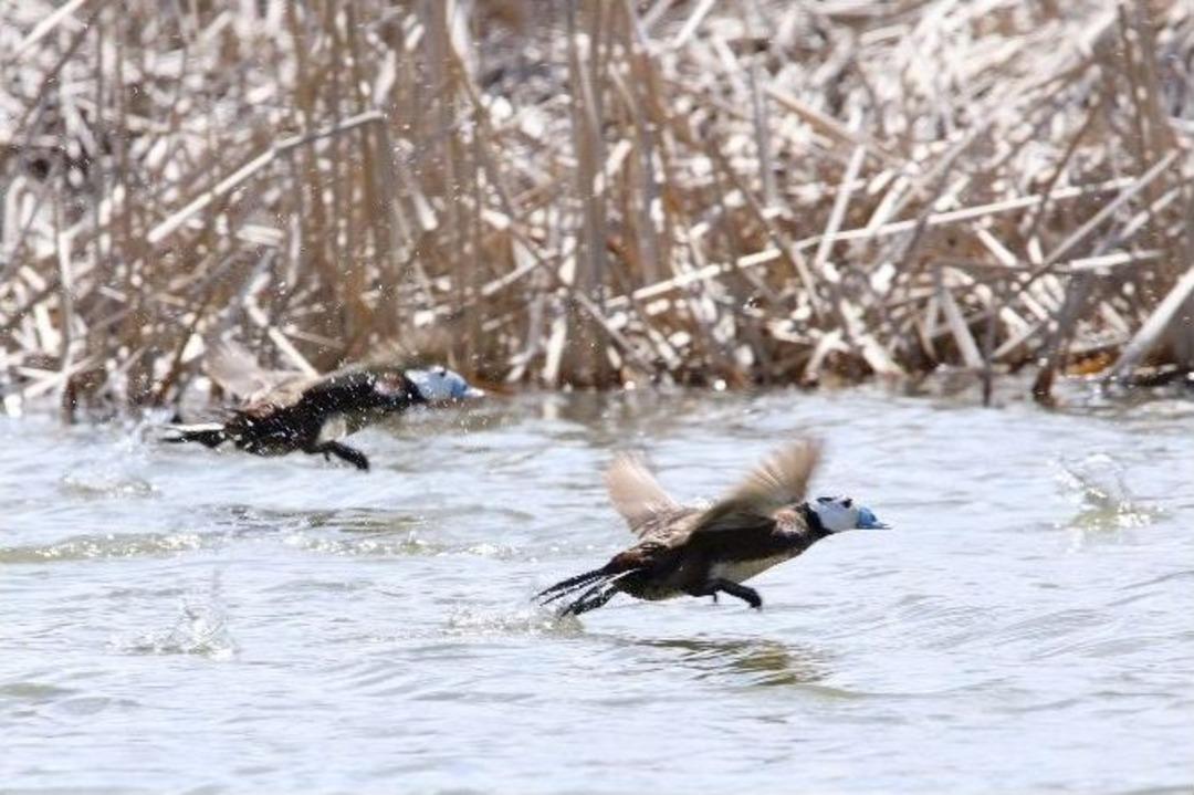Er&ccedil;ek G&ouml;l&uuml; Havzası; T&uuml;rkiye&rsquo;deki 450 Kuş T&uuml;r&uuml;n&uuml;n 350&rsquo;sini Barındırıyor