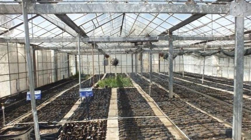 Van&rsquo;da Soğuğa Ve Dona Dayanıklı Ceviz Fidanı &Uuml;retimi