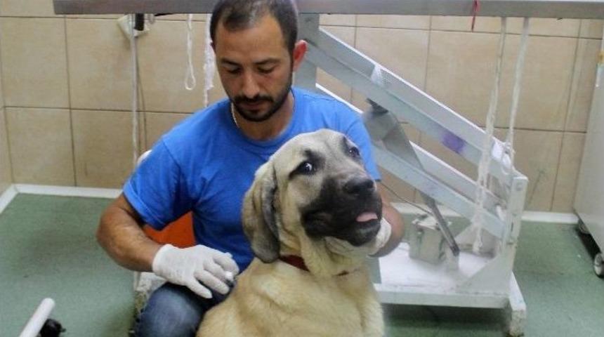 &Ccedil;ankaya Belediyesi&rsquo;nden Sokak Hayvanlarına Hem Tedavi Hem Sıcak Yuva