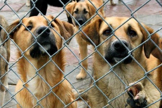 Çankaya Belediyesi’nden Sokak Hayvanlarına Hem Tedavi Hem Sıcak Yuva