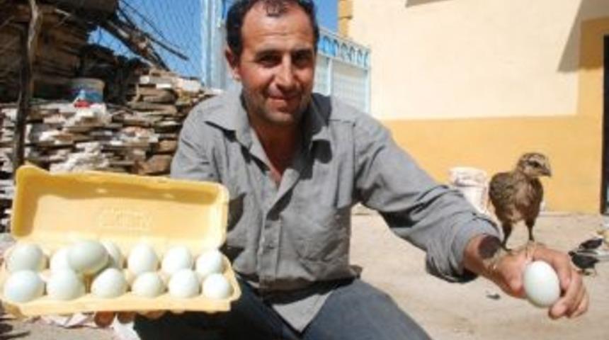 Bu Yumurtaların Tanesi 10 Lira