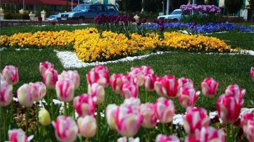 Ortaca, Dalaman Ve K&ouml;yceğiz&rsquo;de &Ccedil;i&ccedil;ek &Uuml;retimi 3 Milyona Ulaştı