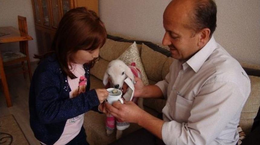 Yıkılmaz Ailesinin Ana Kuzusu