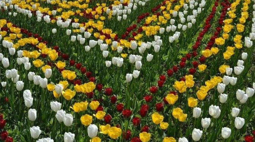 Karab&uuml;k&rsquo;te Laleler &Ccedil;i&ccedil;ek A&ccedil;tı