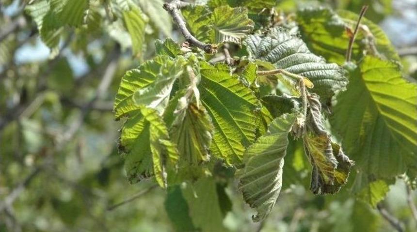 2016 Fındığı İ&ccedil;in Kritik A&ccedil;ıklama