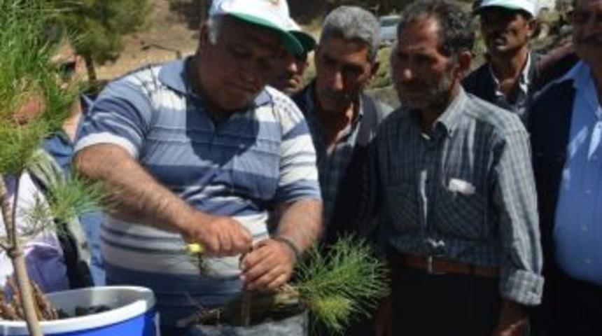 Orman B&ouml;lge, Mut&rsquo;ta Gelir Getirici T&uuml;rler Aşılama Eğitimi Verdi