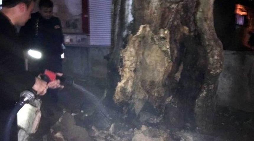 Asırlık &Ccedil;ınar Yanmaktan Son Anda Kurtarıldı
