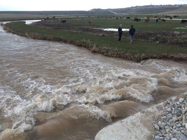 İnci Kafali Balığının Avlanma Yasağına Az Kaldı