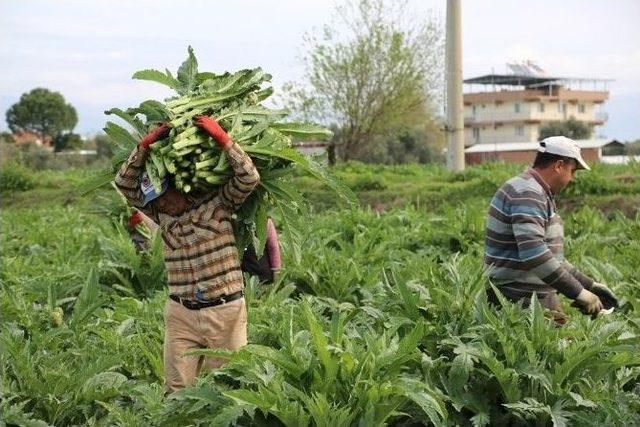 Enginar Çiftçinin Yüzünü Güldürdü