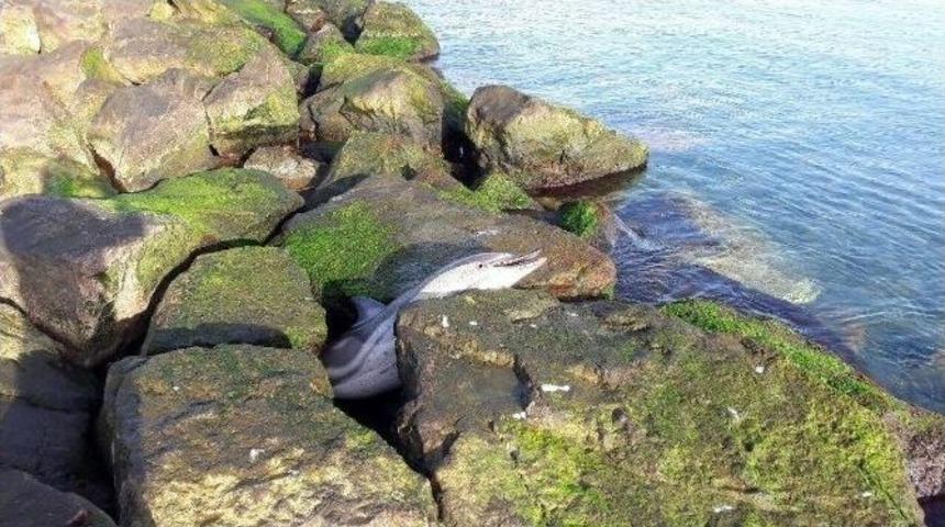 Kıyıya &Ouml;l&uuml; Yunus Vurdu