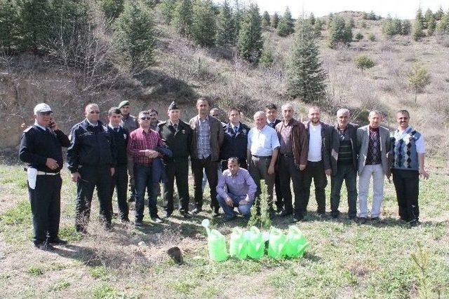 Tosya’da Polis Haftası 171 Fidan Dikimi İle Başladı