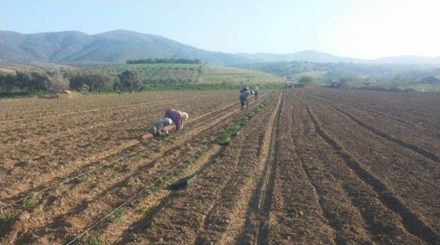 Yerli Domates Fideleri Toprakla Buluştu