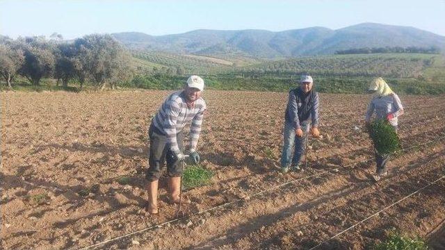 Yerli Domates Fideleri Toprakla Buluştu