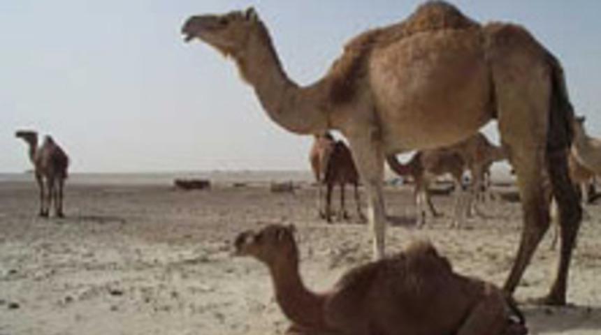 Kleopatra'nın Sırrı Deve S&uuml;t&uuml; M&uuml;?