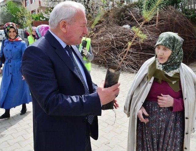 Lapseki’de Her Eve Fıstık Çamı Dağıtılıyor