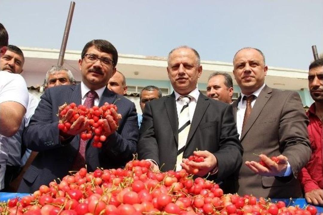 Kiraz Altını Solladı