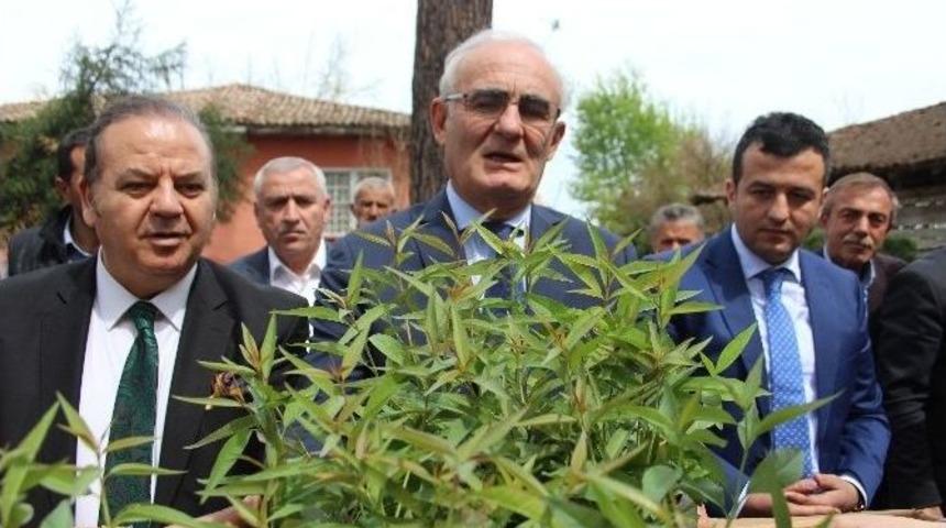 B&uuml;y&uuml;kşehir Belediyesi&rsquo;nden 25 Bin Şeftali Anacı Dağıtımı