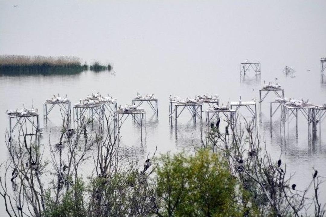 (&ouml;zel Haber) Pelikanların Aşk Yuvası