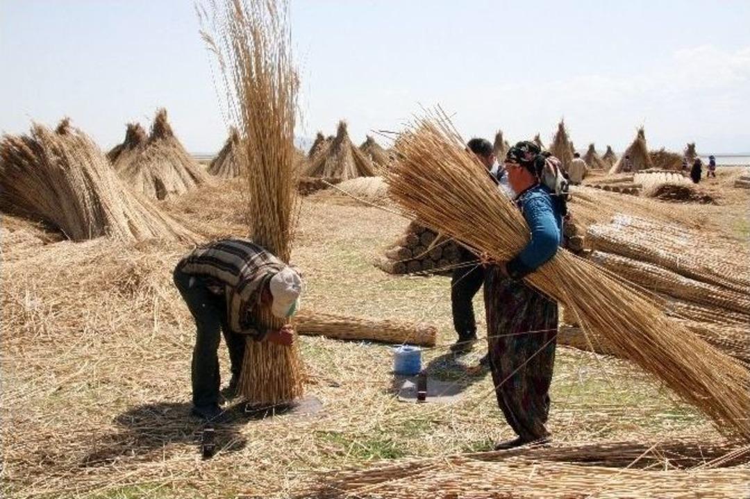 Eber G&ouml;l&uuml;&rsquo;nde Kamış Hasadı Başladı