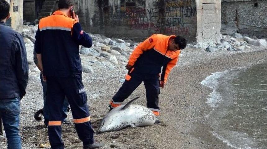 &Ouml;l&uuml; Yunus Karaya Vurdu