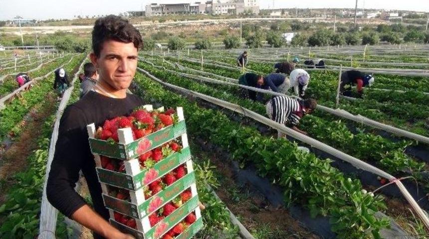 &Ccedil;ilek B&ouml;lge Ekonomisini Canlandırdı