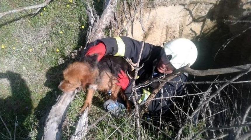 Definecilerin Kazdığı Kuyuya D&uuml;şen K&ouml;peği İtfaiye Kurtardı