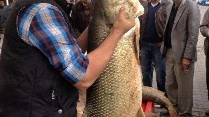 Dev Turna Balığı İlgi Odağı Oldu