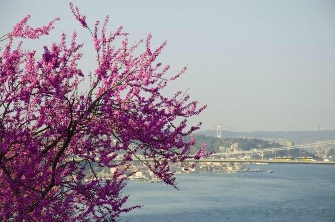 Fethipaşa Korusu&rsquo;nda Renk C&uuml;mb&uuml;ş&uuml;