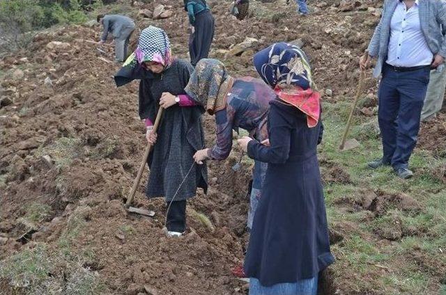 Ak Parti İl Gençlik Kolları, Fidan Dikti