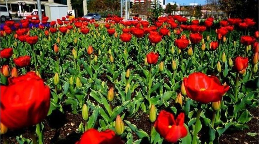 Malatya&rsquo;yı Baştan Başa &Ccedil;i&ccedil;ek B&uuml;r&uuml;yor