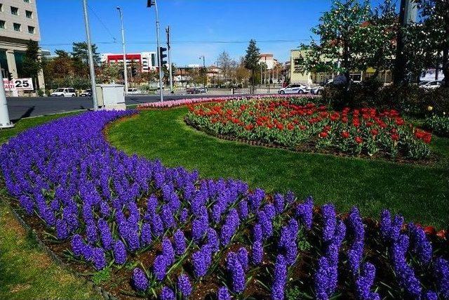 Malatya’yı Baştan Başa Çiçek Bürüyor