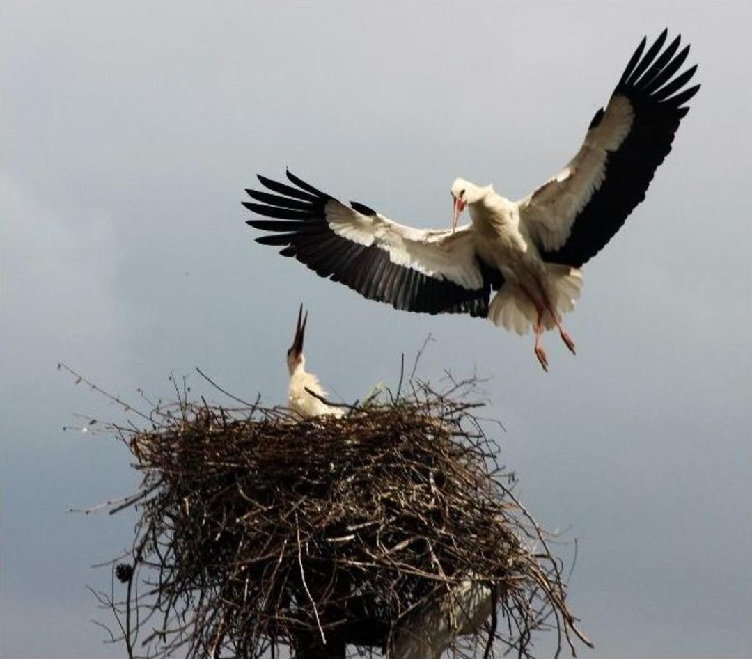 200 Yıllık Misafirler Geldi
