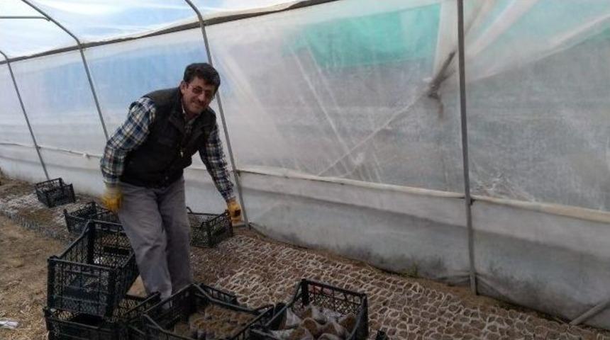 Adilcevaz&rsquo;da Serada Fide Yetiştirme D&ouml;nemi Başladı