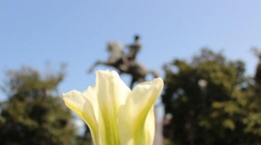 Samsun&rsquo;da Laleler A&ccedil;tı