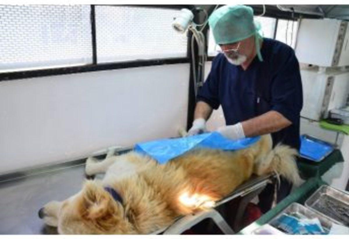 Ezine Guler Veteriner Klinigi Veterinarian Ezine Turkey 8 Photos Facebook