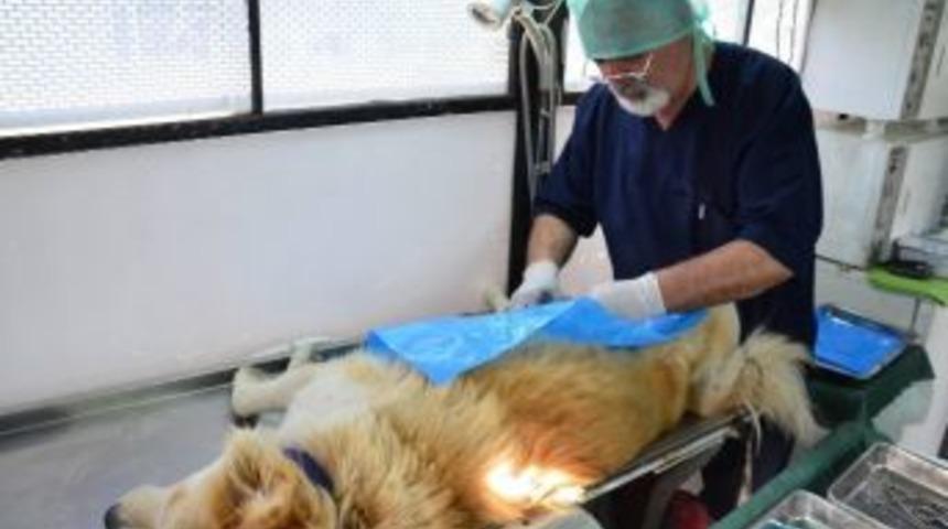 Sokak Hayvanları Kısırlaştırılıyor