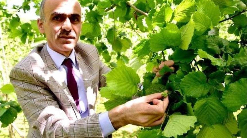 Fındık &Uuml;reticileri Bu Sezondan Umudunu Kesti