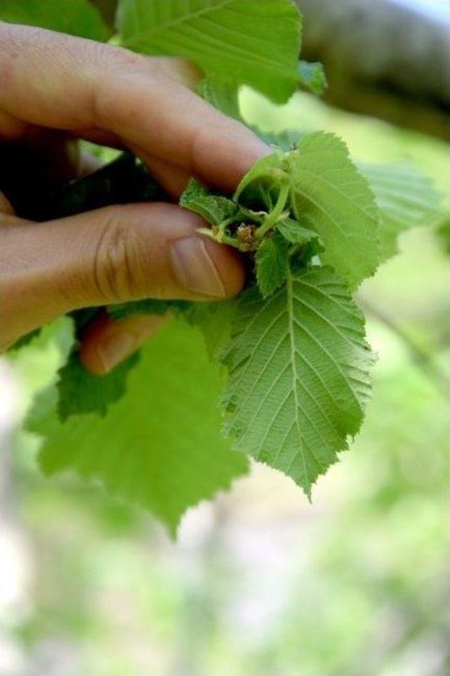 Fındık Üreticileri Bu Sezondan Umudunu Kesti