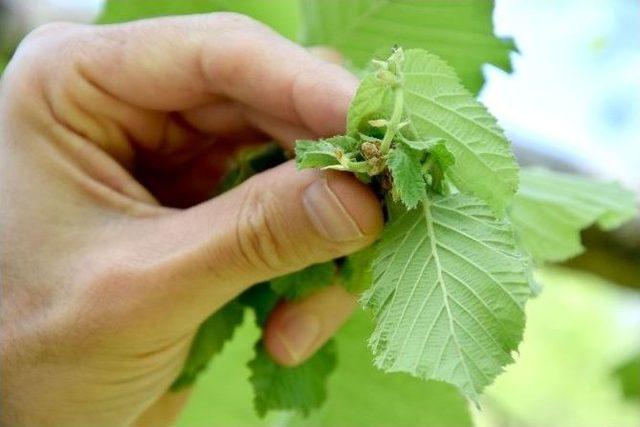 Fındık Üreticileri Bu Sezondan Umudunu Kesti