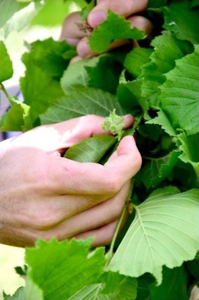 Fındık Üreticileri Bu Sezondan Umudunu Kesti