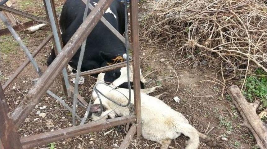 Elektrik Akımına Kapılan Hayvanlar Telef Oldu