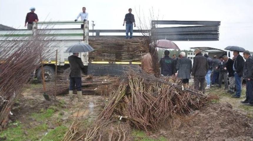 Muş&rsquo;ta 42 Bin Meyve Fidanı Dağıtıldı