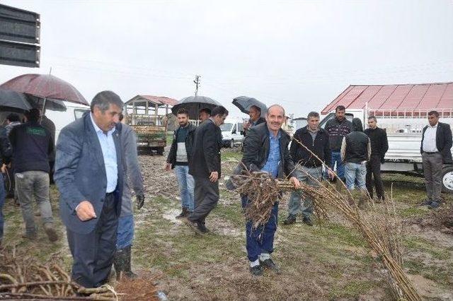 Muş’ta 42 Bin Meyve Fidanı Dağıtıldı