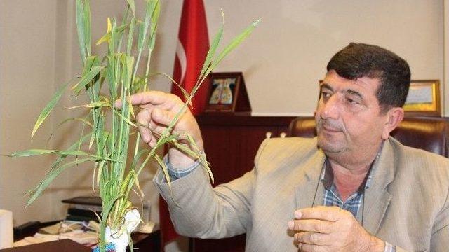 Buğday Üreticisi Zor Durumda