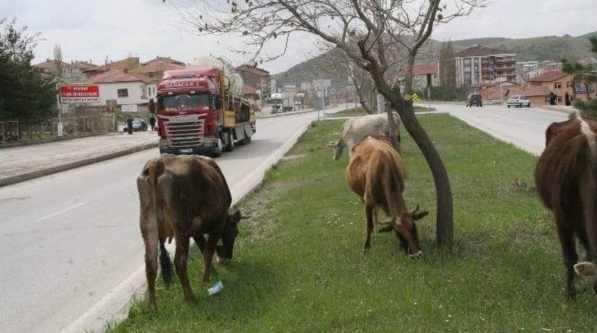 Yozgat’ta Ahırdan Kaçan İnekler Şehir Merkezine İndi