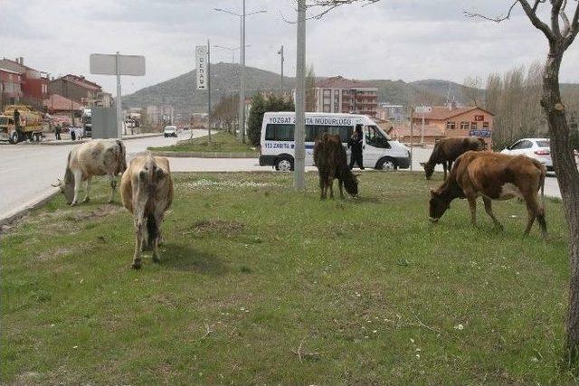 Yozgat’ta Ahırdan Kaçan İnekler Şehir Merkezine İndi